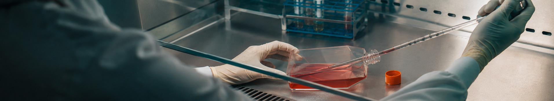 AI-generated illustrative image: gloved hands pipetting into a dish of red culture medium