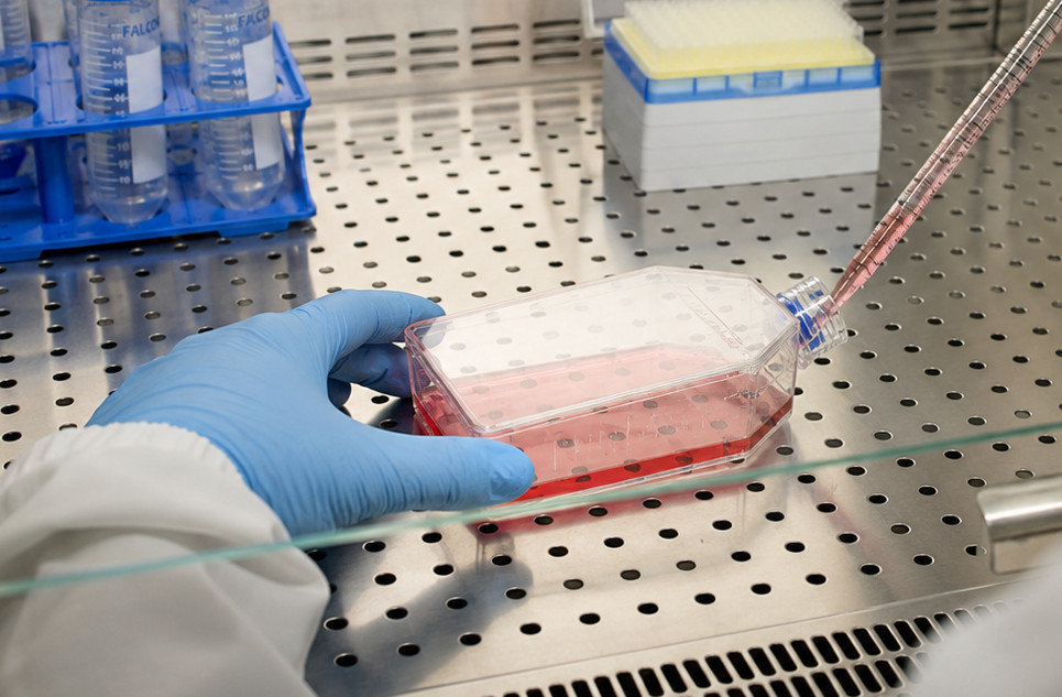 AI-generated illustrative image: gloved hands pipetting into a dish of red culture medium
